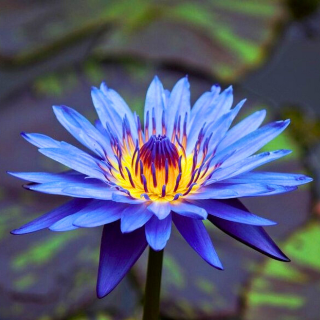 lily flower blue Tropical Water Lily - Nymphaea King Blue (Blue)