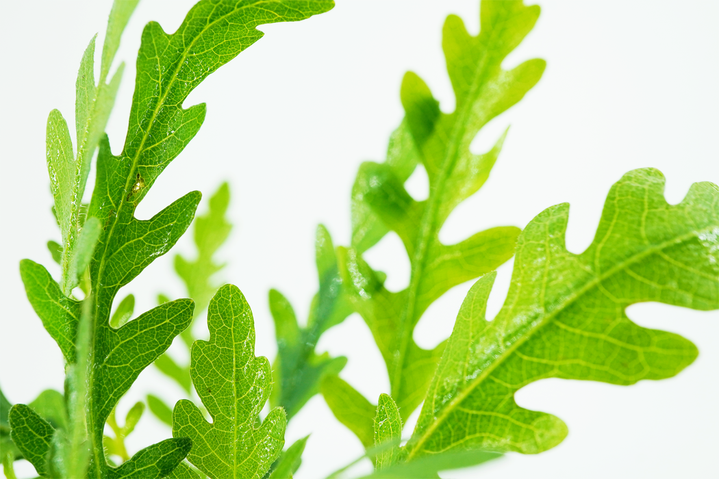 Hygrophila Pinnatifida - Bundle