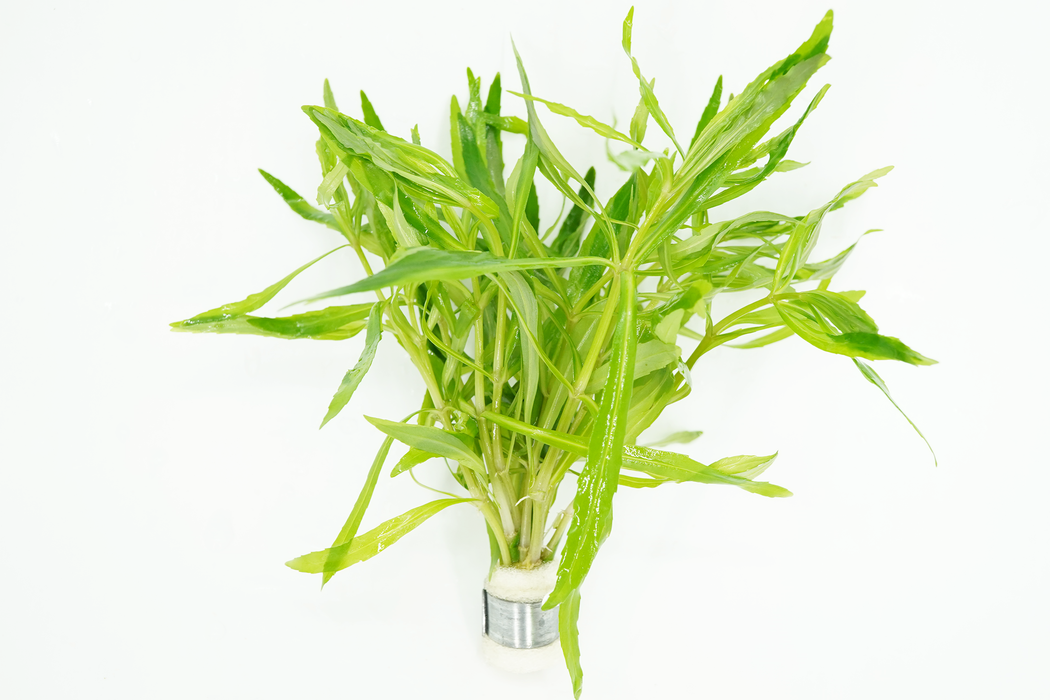 Pogostemon Octopus - Bundle