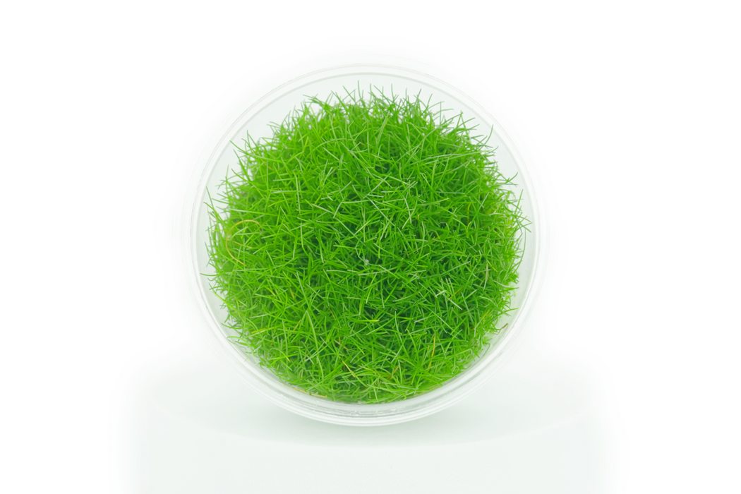 Dwarf Hairgrass - Eleocharis Acicularis Mini - Tissue Culture
