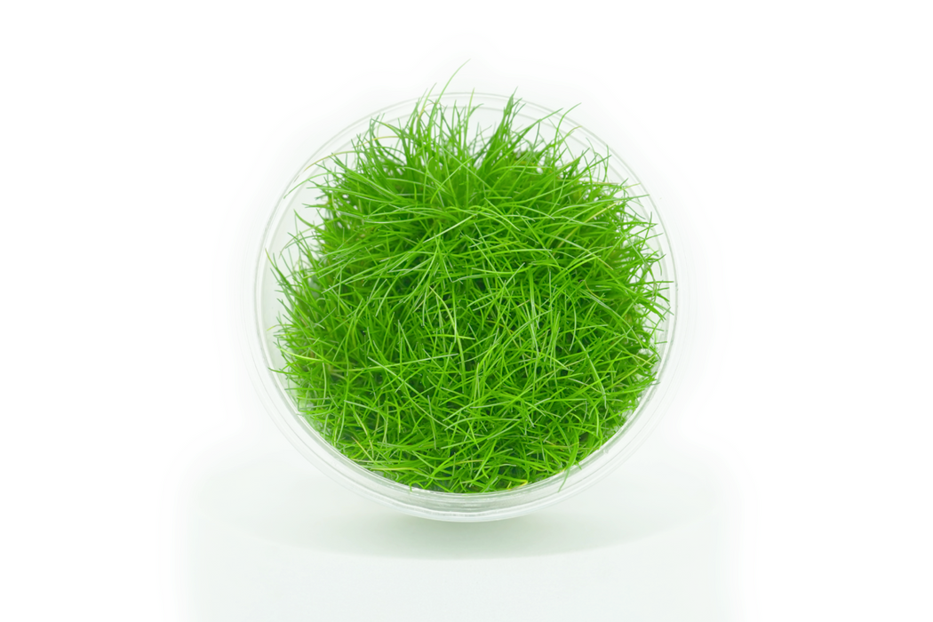 Dwarf Hairgrass - Eleocharis Acicularis - Tissue Culture