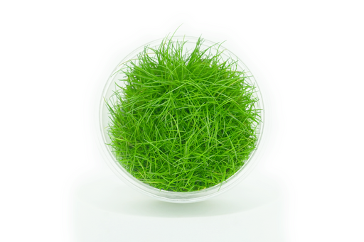 Dwarf Hairgrass - Eleocharis Acicularis - Tissue Culture