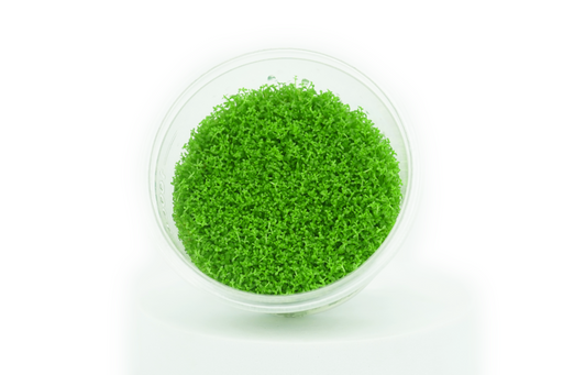 Dwarf Baby Tears - Hemianthus Callitrichoides - Tissue Culture