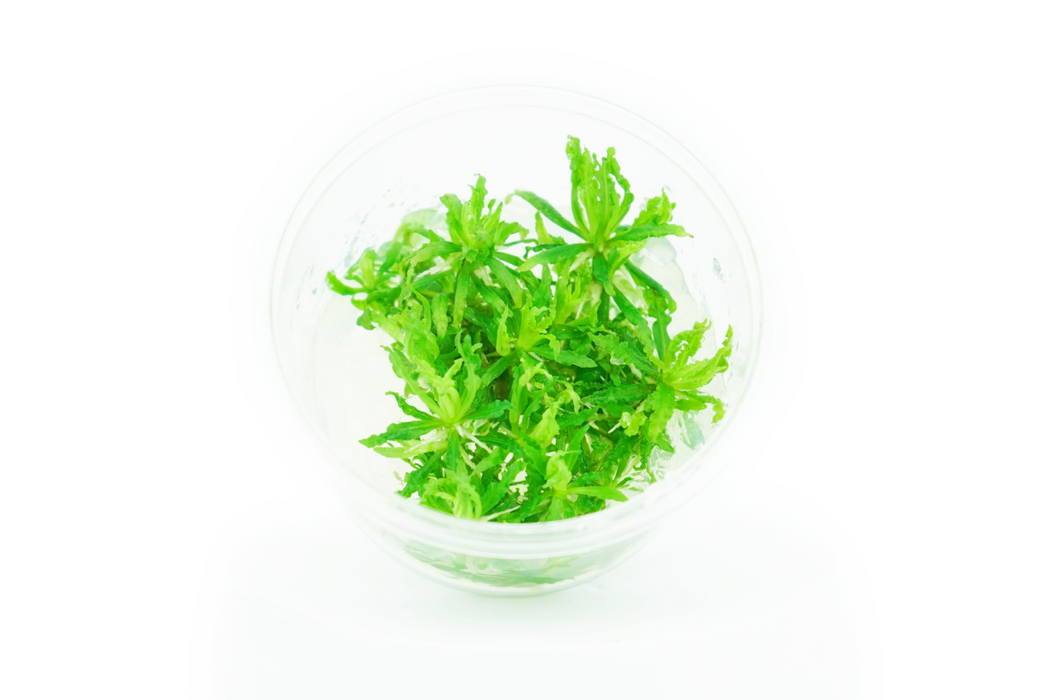 Downoi - Pogostemon Helferi - Tissue Culture
