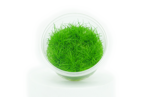 Dwarf Spikerush - Eleocharis Parvula - Tissue Culture