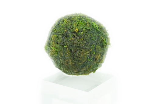 Java Moss - Vesicularia Dubyana - Balls