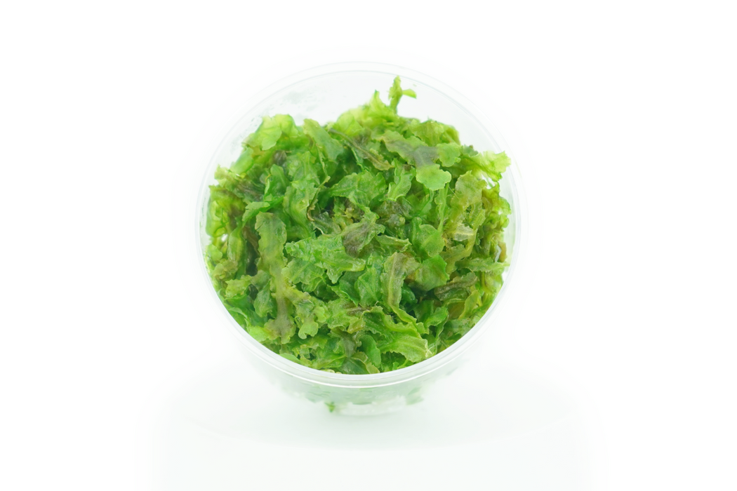 Pellia Moss - Monosolenium Tenerum - In Cup