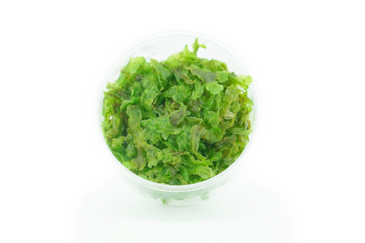 Pellia Moss - Monosolenium Tenerum - In Cup