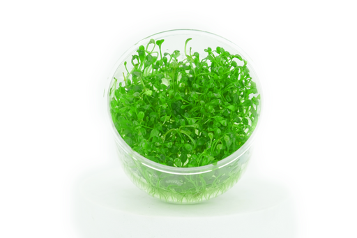 Glosso - Glossostigma Elatinoides - Tissue Culture