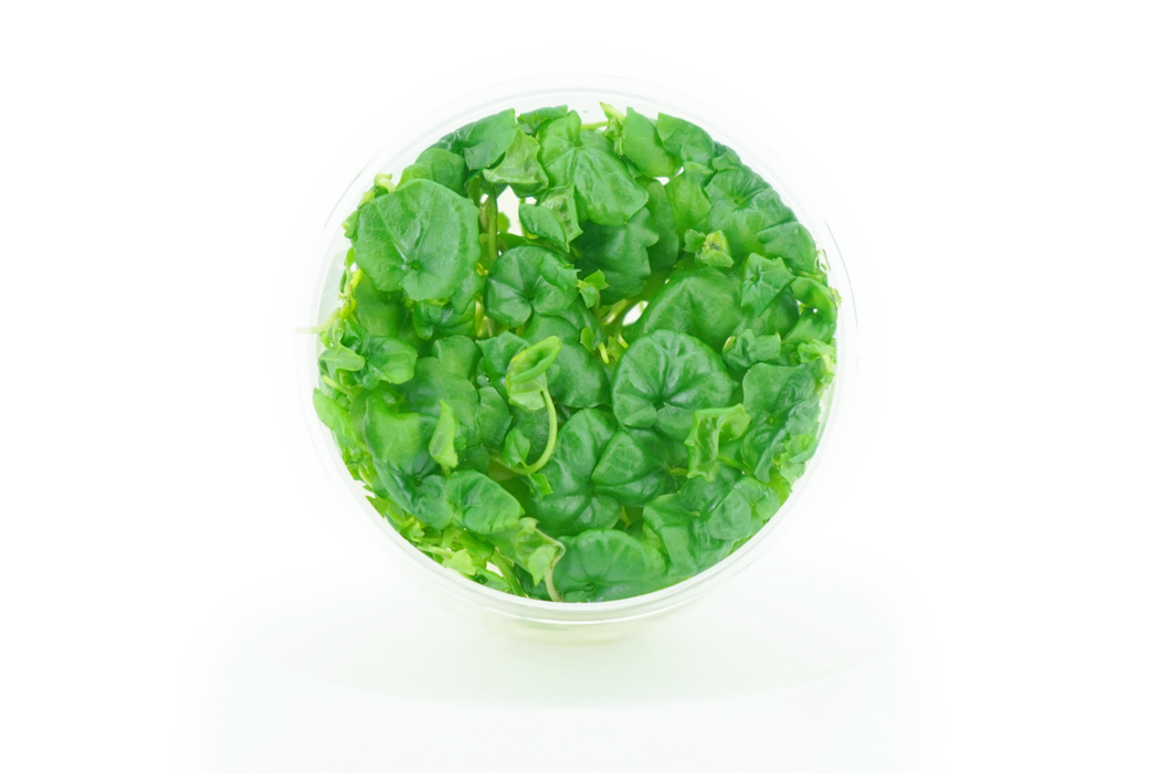 Cardamine Lyrata Vietnam - Tissue Culture