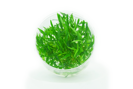 Cryptocoryne Lutea - Tissue Culture
