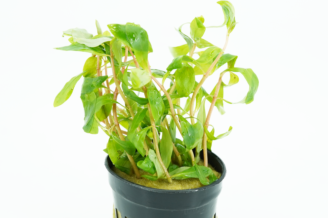 Ammania Gracilis - Potted