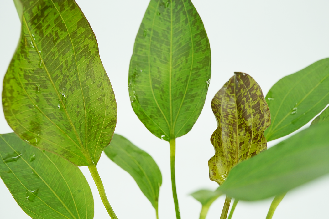 Red Flame Sword - Echinodorus Red Flame - Potted