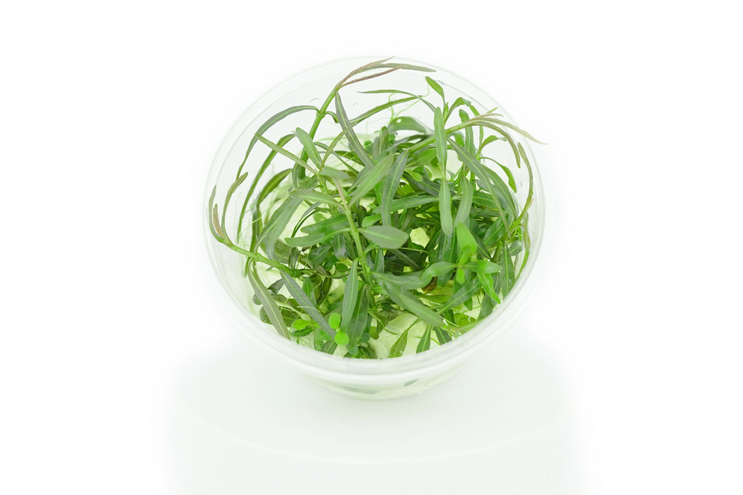 Hygrophila Araguaia - Tissue Culture