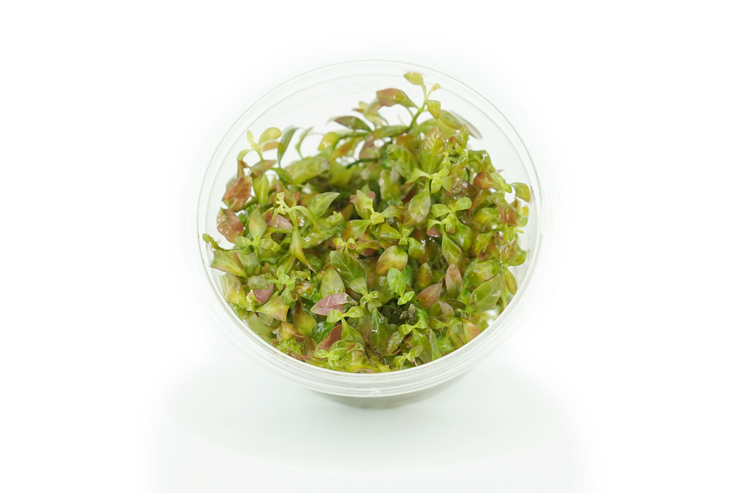 Ludwigia Inclinata Dark Orange - Tissue Culture