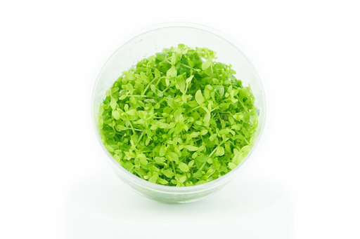 Micranthemum Monte Carlo - Tissue Culture