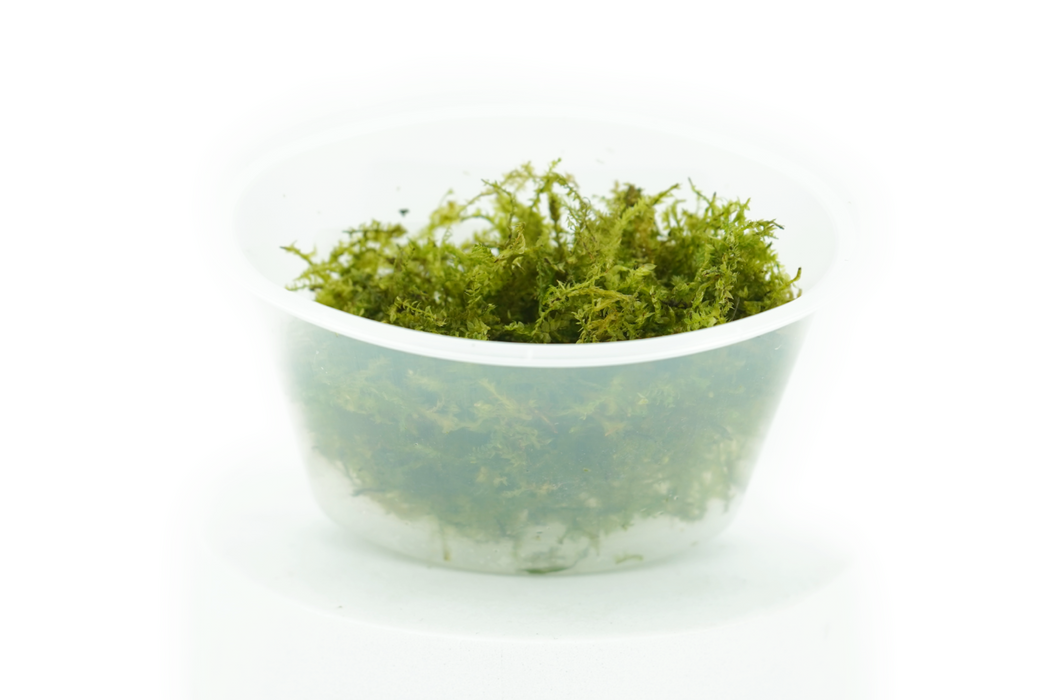 Christmas Moss - Vesicularia Sp Christmas - Portion - In Cup