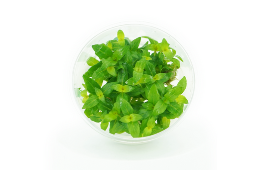 Staurogyne Repens - Tissue Culture