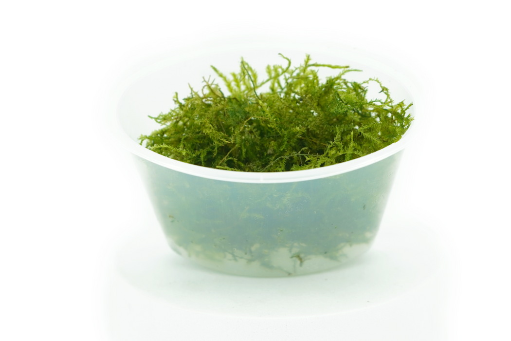 Java Moss - Vesicularia Dubyana - Portion - In Cup