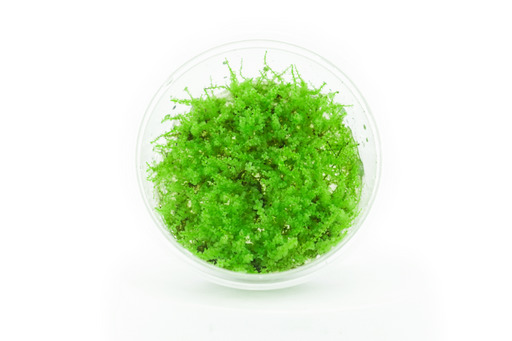 Plagiomnium Affine - Pearl Moss - Tissue Culture