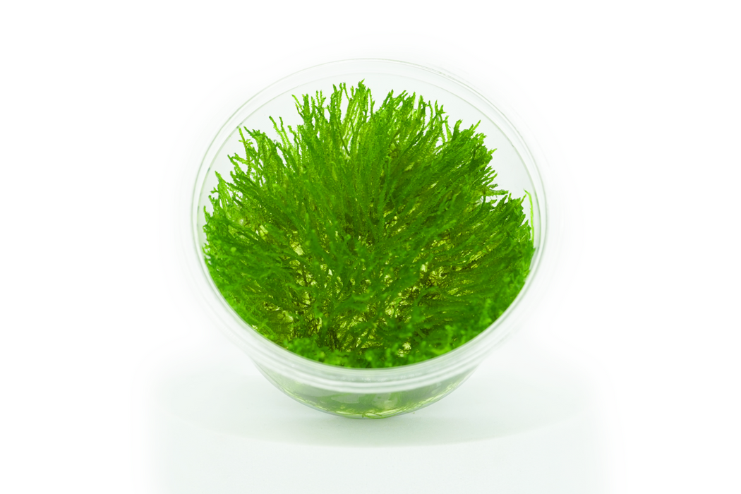 Flame Moss - Tissue Culture