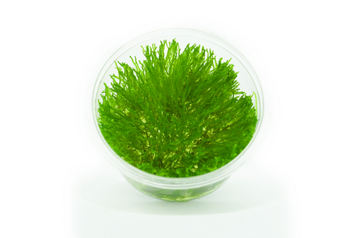 Flame Moss - Tissue Culture