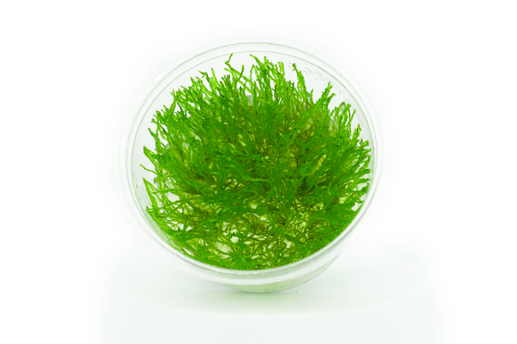 Weeping Moss - Tissue Culture