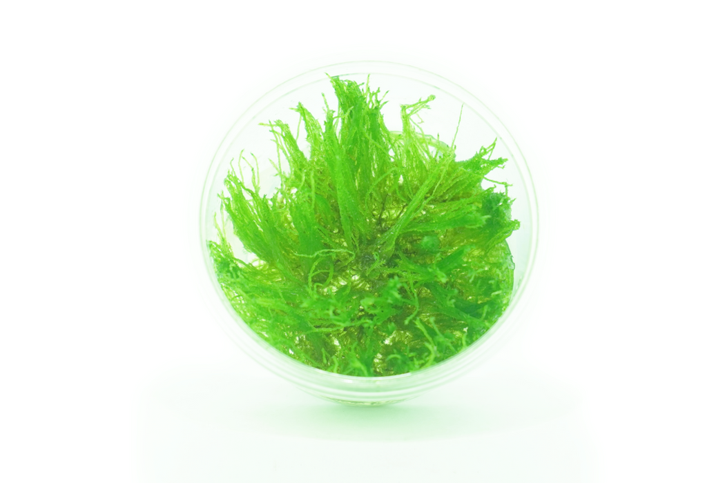 Flame Moss - Taxiphyllum Taiwan Moss - Tissue Culture