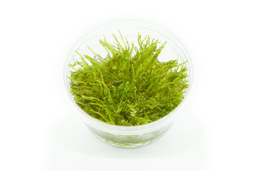 Christmas Moss - Vesicularia Sp Christmas - Tissue Culture