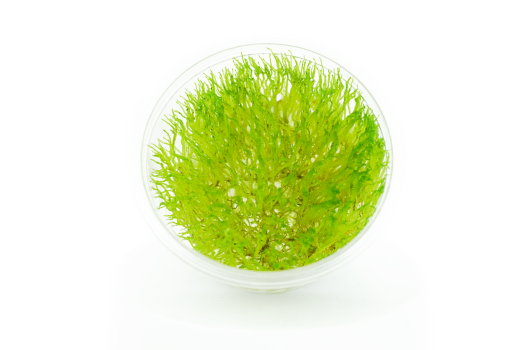 Java Moss - Taxiphyllum Barbieri - Tissue Culture