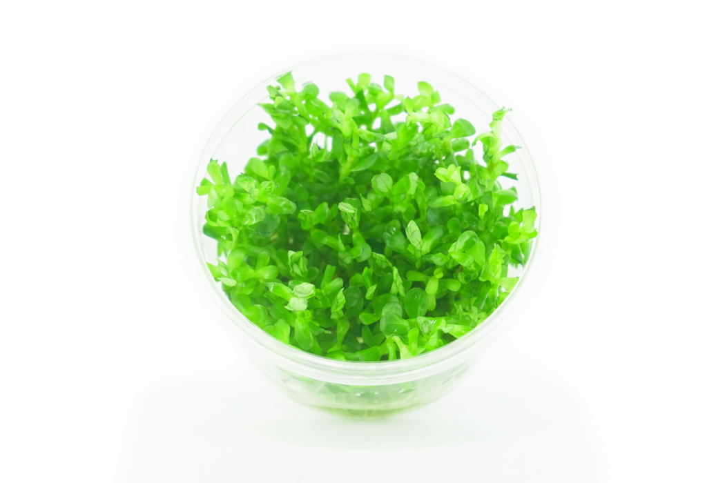 Rotala Bonsai - Tissue Culture