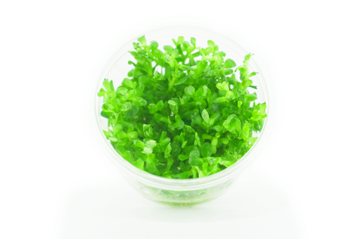 Rotala Bonsai - Tissue Culture