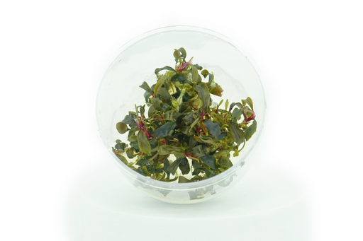 Bucephalandra SP - Tissue Culture