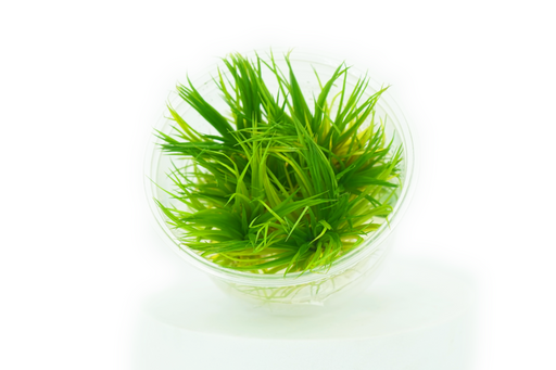 Eriocaulon Polaris - Tissue Culture