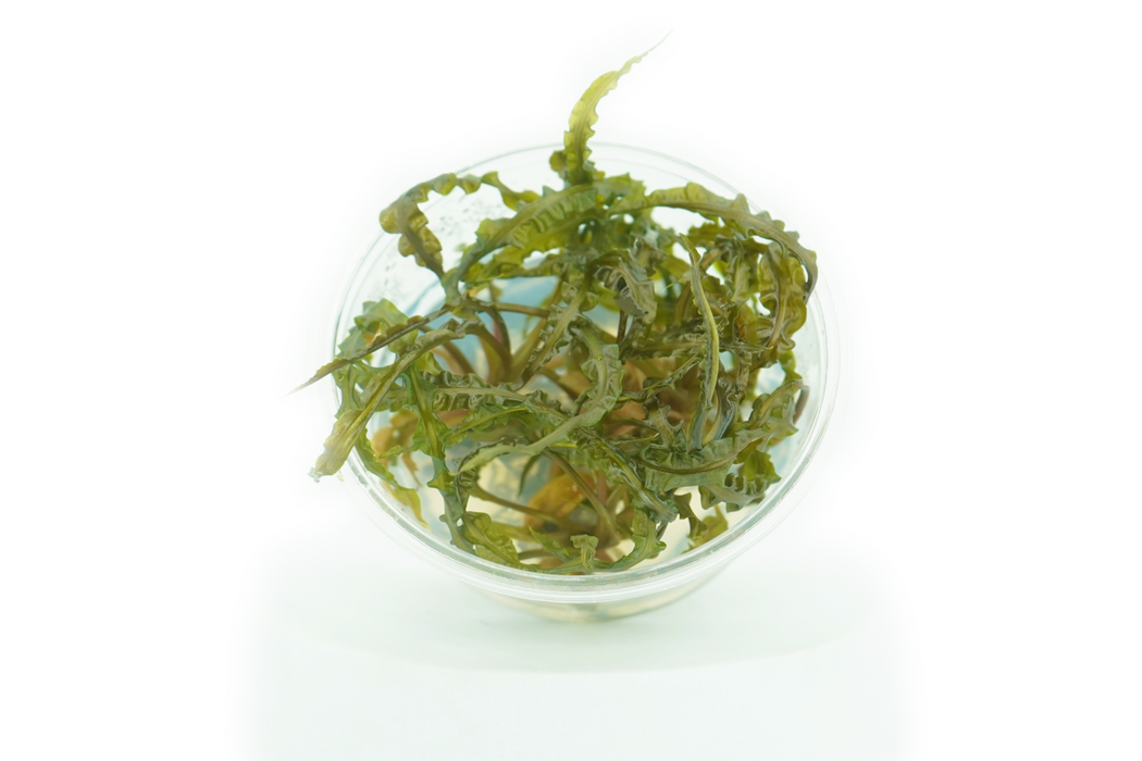Cryptocoryne Balansae - Tissue Culture