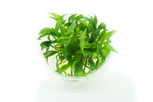 Pygmy Chain Sword - Helanthium B.L. Chain Sword - Tissue Culture