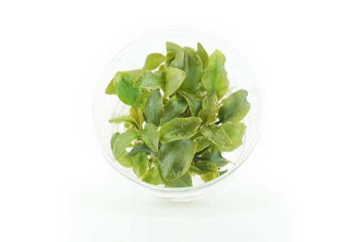 Lagenandra Meeboldii -Bleeding Heart - Tissue Culture