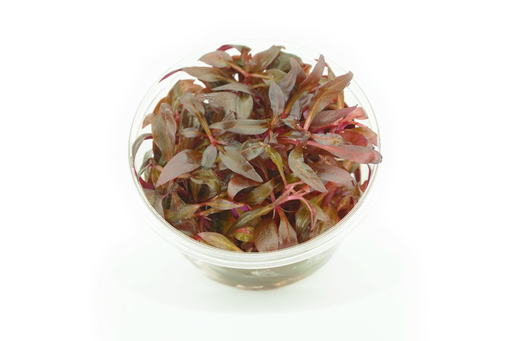 Alternanthera Reineckii - Tissue Culture