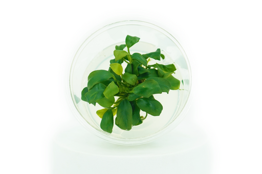 Anubias Nana Petite - Tissue Culture