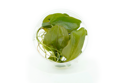 Amazon Sword - Echinodorus Reni - Tissue Culture