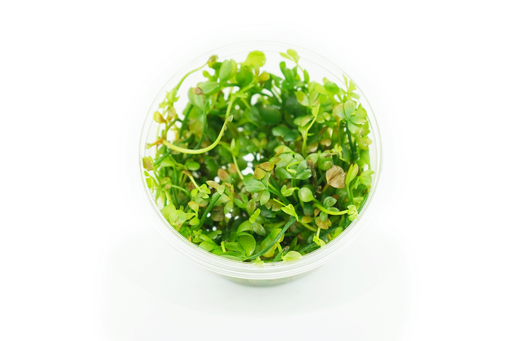 Marsilea Hirsuta - Tissue Culture