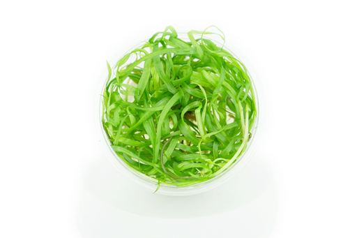 Helanthium Vesuvius - Tissue Culture