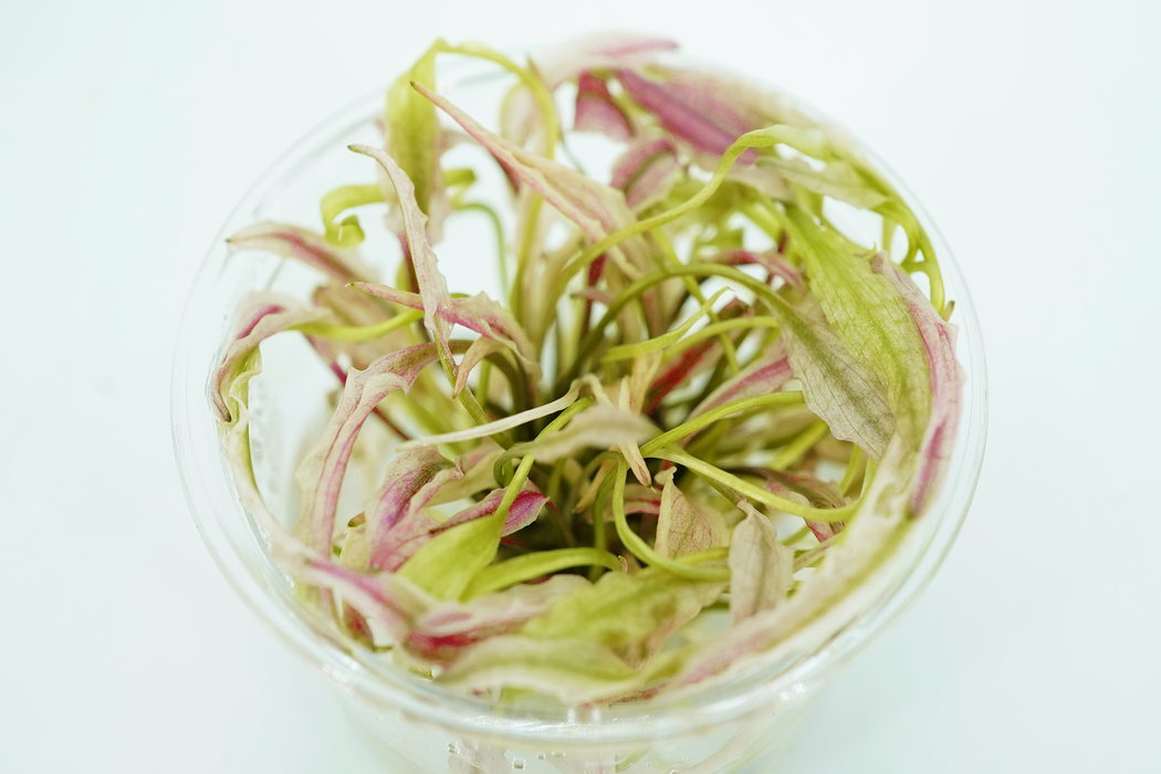 Cryptocoryne Flamingo Pink Mini - Tissue Culture