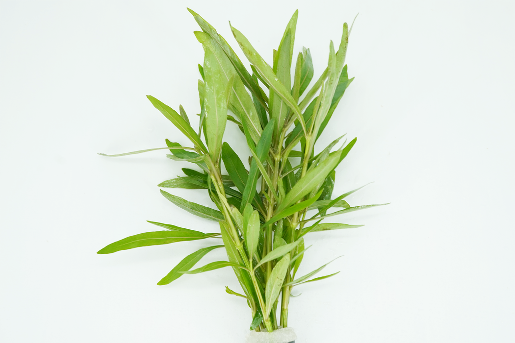 Dwarf Nomaphila Siamensis - Hygrophila Corymbosa - Bundle
