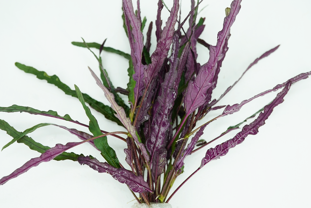 dragon's tongue succulent Dragon's Tongue - Hemigraphis Exotica