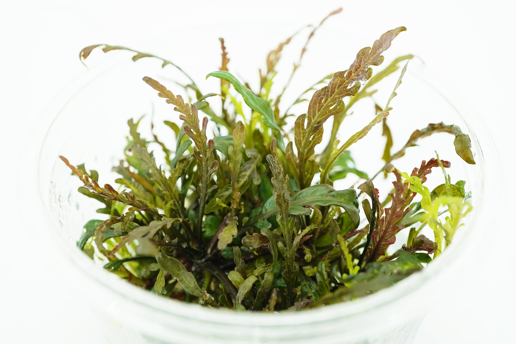 Hygrophila Pinnatifida - Tissue Culture