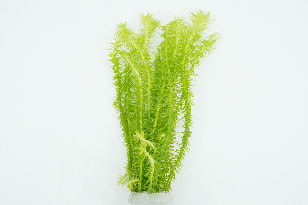 Mayaca Fluviatilis - Bundle