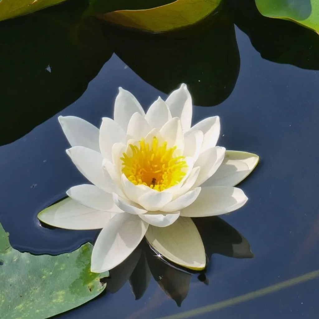 white hardy water lily Hardy Water Lily - Nymphaea Colossea (White)