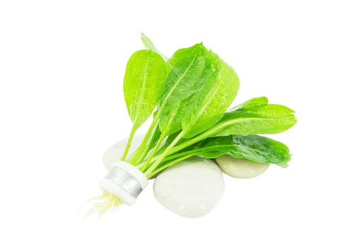 Rosette Sword - Echinodorus Parviflorus - Bundle