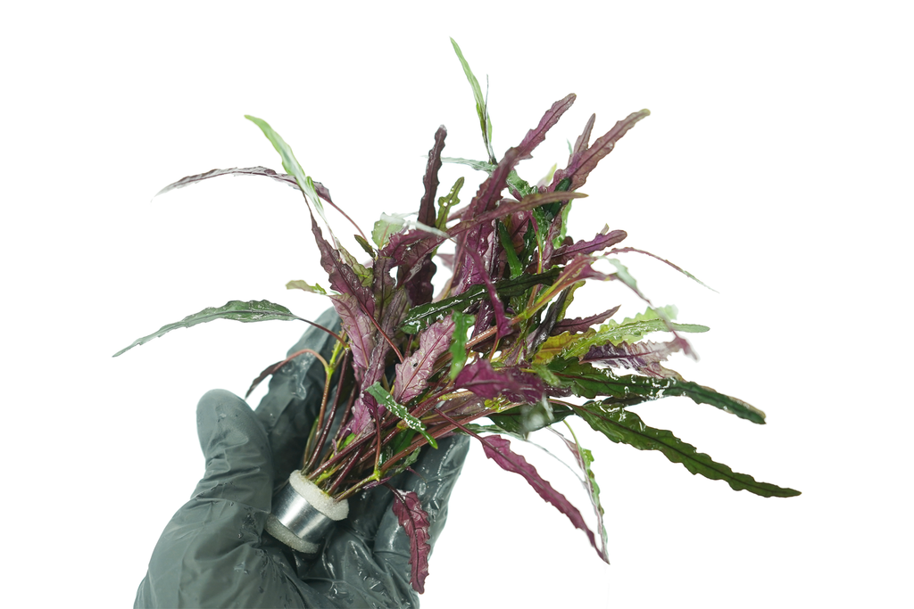 dragon's tongue succulent Dragon's Tongue - Hemigraphis Exotica